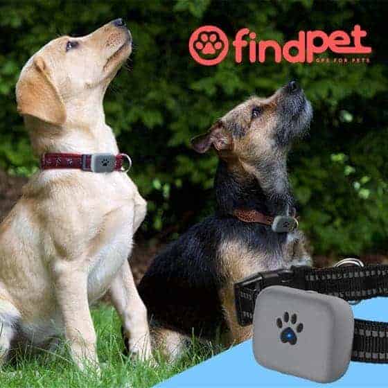 findpet max gps locator for dogs