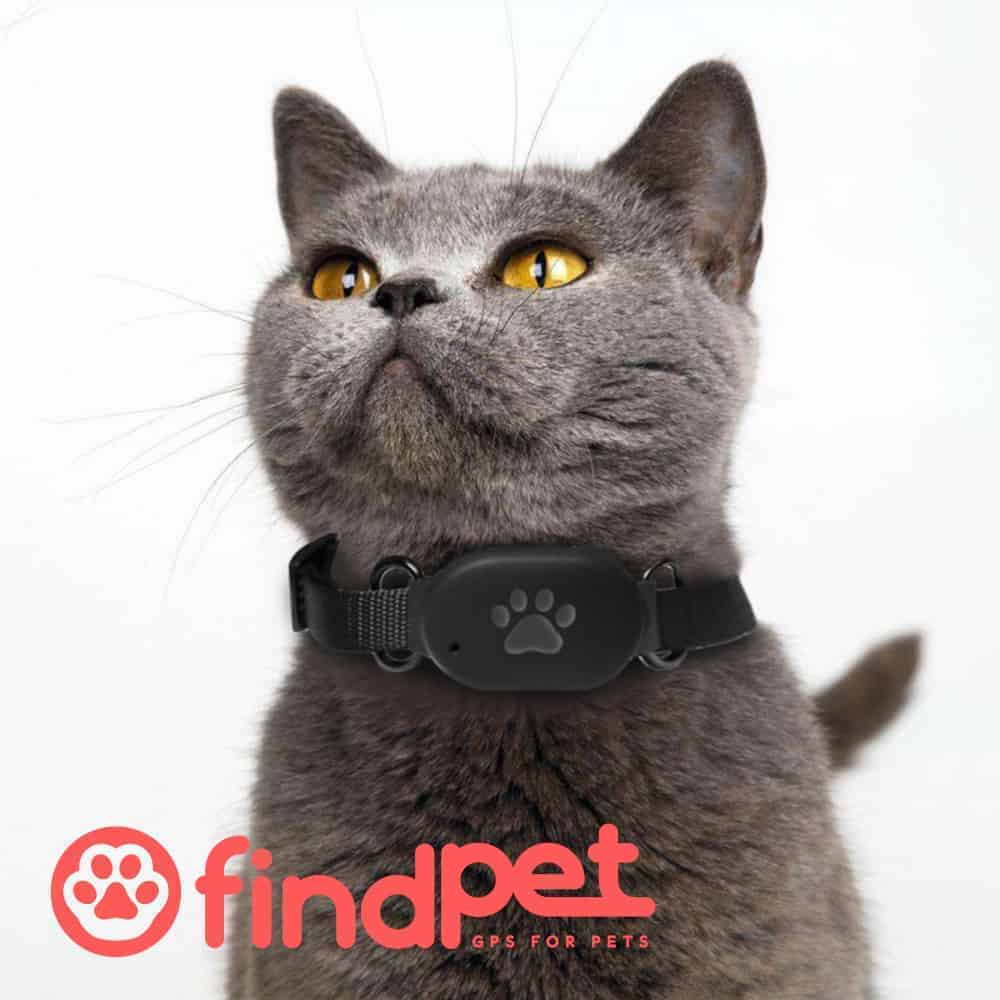 ▷ Los mejores 【 GPS PARA GATOS 】para localizar a tu gato siempre