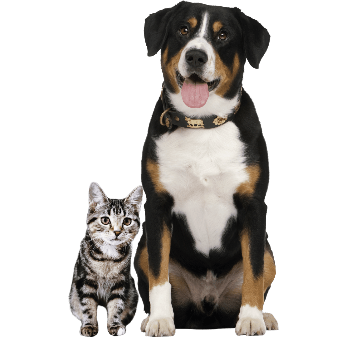 GPS per cani e gatti: localizza il tuo animale domestico