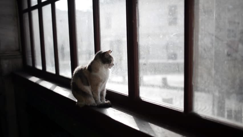 ¿Los gatos deben salir de casa?